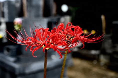 彼岸花 地獄花|ヒガンバナ（彼岸花／曼珠沙華）はなぜ不吉で怖い？。